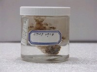 藏品(鬼石狗公)的圖片